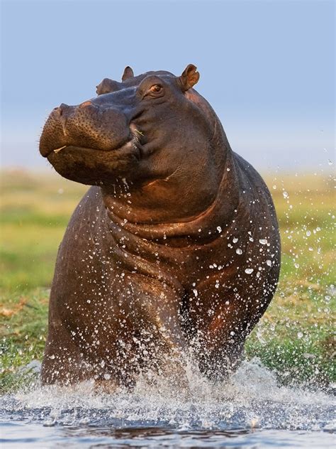 Hippo .